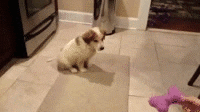 Cute Animals Animal Fails GIF - Find & Share on GIPHY