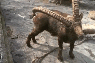 Horns GIF - Find & Share on GIPHY