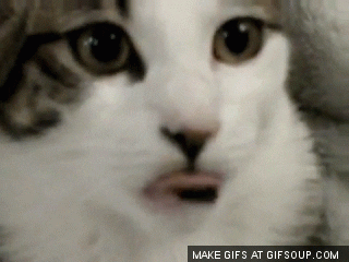 giphy.gif