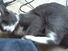 Crazy Cat GIF - Find & Share on GIPHY