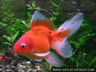 Goldfish GIF - Find & Share on GIPHY