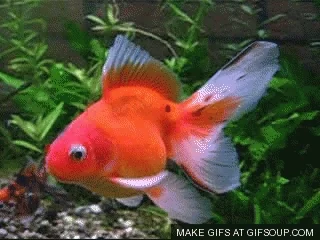 A goldfish swimming in its tank