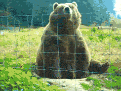 Brown bear sits in the middle of a green field, behind a thin wire, fence waving at viewer.
