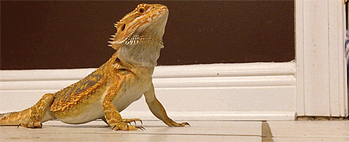 Bearded Dragon Lizards GIF - Find & Share on GIPHY