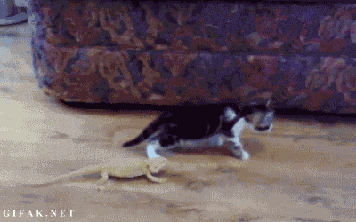 cat lizard
