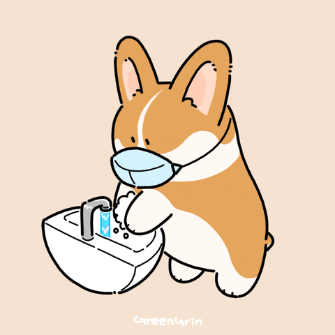 corgi puppy washing his paws while wearing a mask