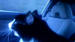 Car Crying GIF - Find & Share on GIPHY