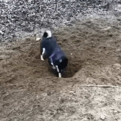 Dog is on digging mission in funny gifs