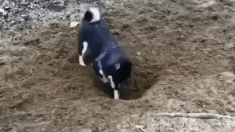 Dog is on digging mission