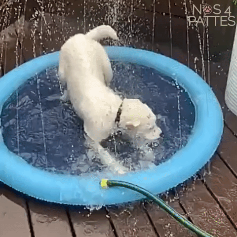 gif chien avec piscine qui joue