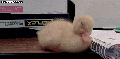Le gif du jour  - Page 4 Giphy