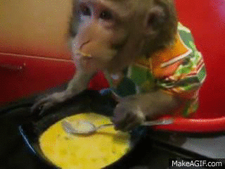 monkey enjoying hot yogurt soup