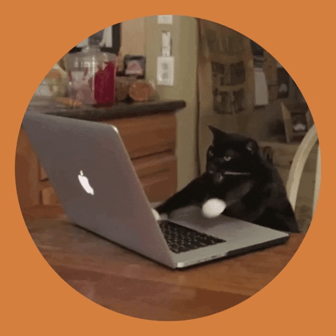 gato tecleando una laptop