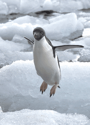 Image result for penguin flying gif