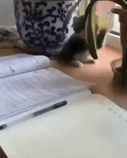 No homework Play with me in cat gifs
