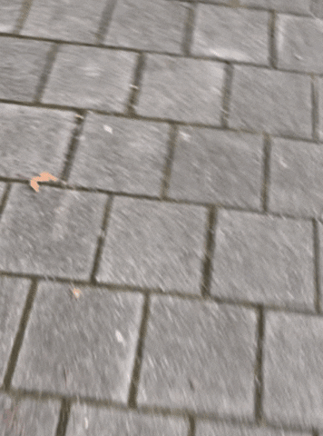 Animated GIF - Find & Share on GIPHY