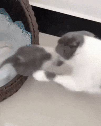 Time for bed in cat gifs