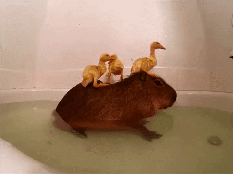 Super-cute-animals GIFs - Get the best GIF on GIPHY