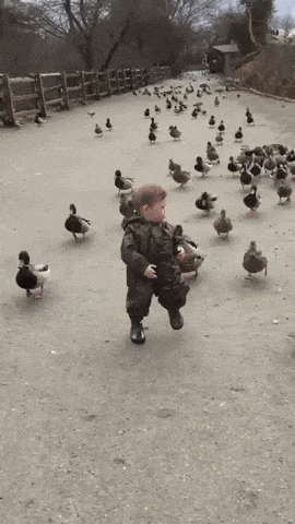 Running away from ducks in funny gifs