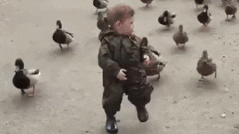 Running away from ducks