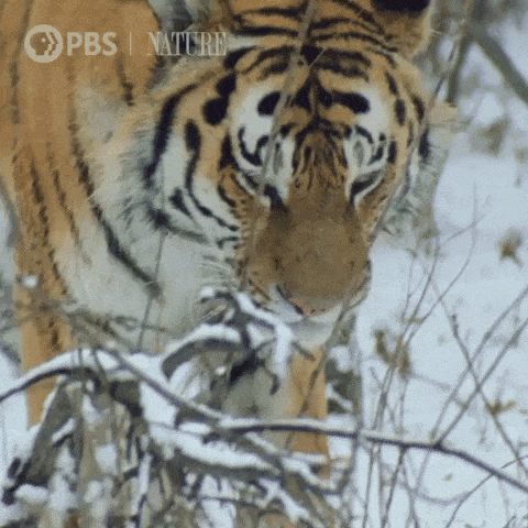 A tiger in the snow