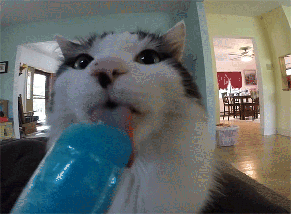 How to Prevent Brain Freeze | Cat Eating Blue Popsicle Ice Cream Gets Brain Freeze Funny