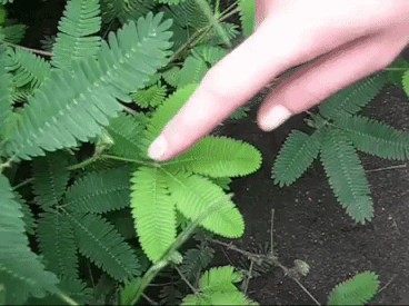 The Sensitive Plant in funny gifs