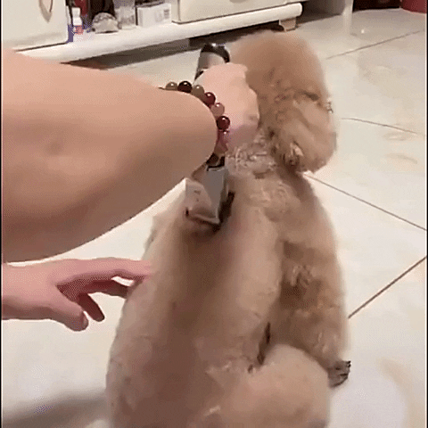 Trimming dog hairs with Cordless Pet Grooming Clipper