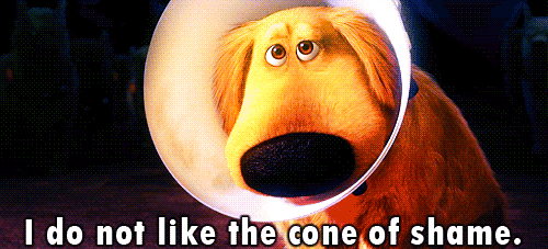 Dug Cone Of Shame GIF - Find &amp; Share on GIPHY