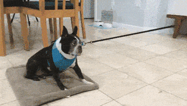 Gif of dog who does not want to walk on leash