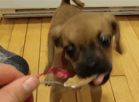 Puggles GIFs - Find & Share on GIPHY