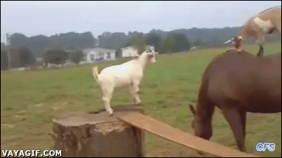 Goats Totes GIF Find Share On GIPHY   Giphy 