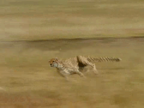 Prey GIF - Find & Share on GIPHY