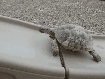 turtle slide climbing persistant
