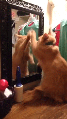 Ginger cat fighting with his reflection in the mirror.