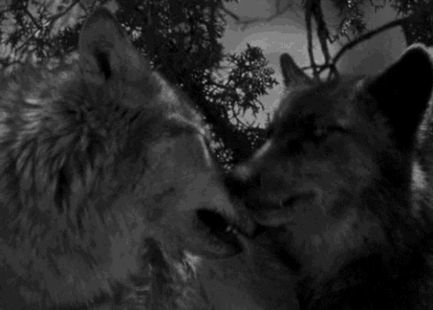 Wolves GIFs - Find & Share on GIPHY