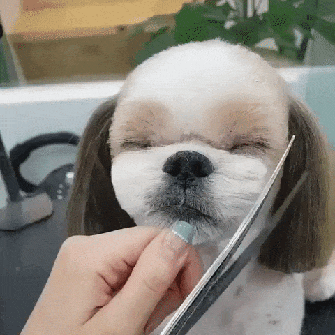 Dog Haircut GIF - Find & Share on GIPHY
