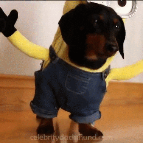 Crusoe the Celebrity Dachshund dressed as a Minion character