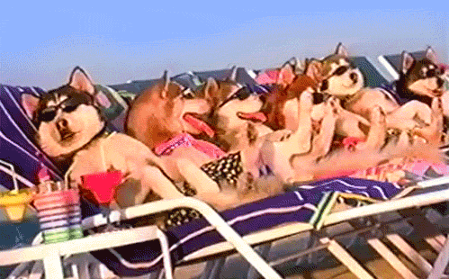 GIF of sun bathing huskies.