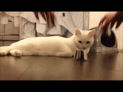 игра кот умный гений оболочки кошки г умный