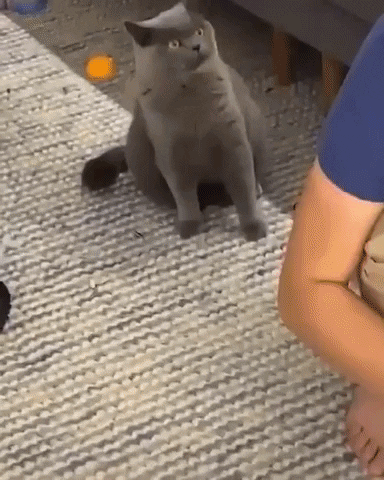 just stop cat gif