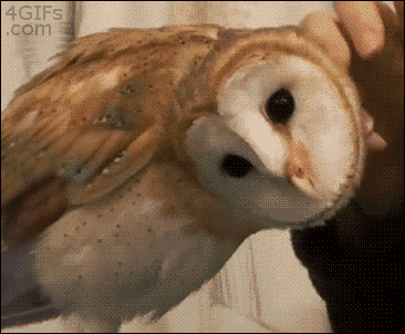 animated animals head deal with it owl