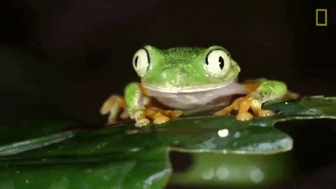 ragtime frog gif