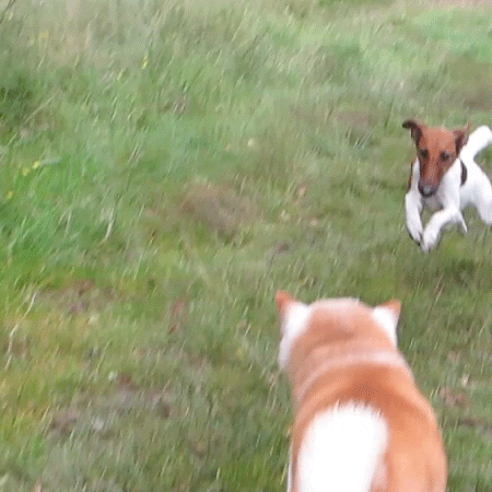 Jumping Shiba Inu Gif Find Share On Giphy