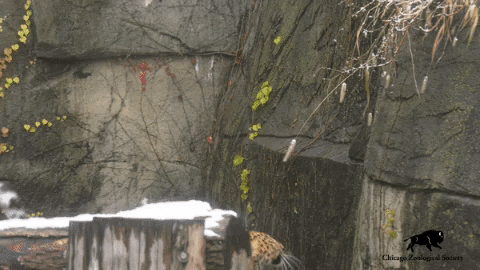 Brookfield Zoo GIF