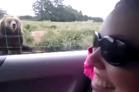 Bear wave back to hooman in funny gifs