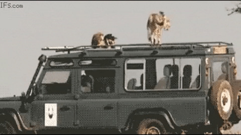 This is pure safari experience