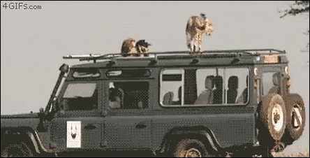 This is pure safari experience in funny gifs