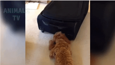 giphy.gif