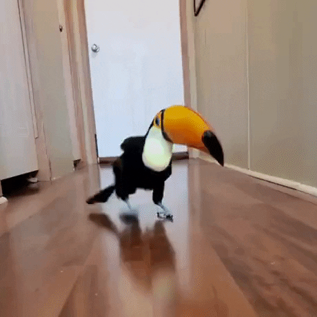Birdy tipsy taps in funny gifs